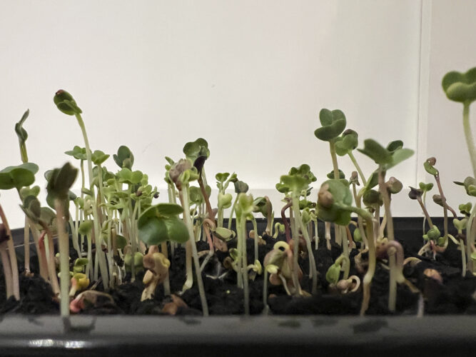 For a winter gardening project with a gourmet touch, try growing microgreens